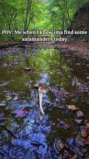 Captivating Nature Photography of Animals Dancing