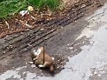 Ferocious tiny stoat fights a huge rat to death in broad daylight