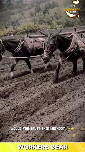 Old-School Farming Method That Plants Perfect Rows Every Time
