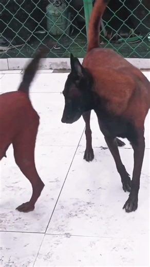 Basic training activities between dogs@ 40