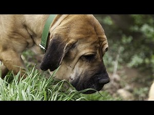 How to Train Your Bloodhound for Search and Rescue Missions