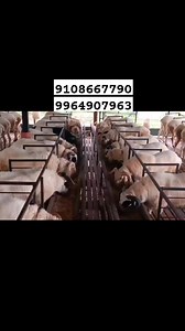 Amingada bakrid sheep 🐏 | YOGA Sheep and goat farm