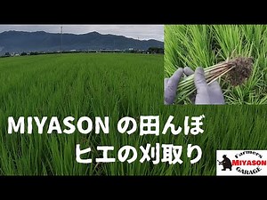 【2021年】田んぼのヒエ取り