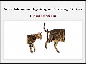 Neural Information Organizing and Processing Principles - Animated Illustration