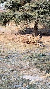 Cheetah flip incoming in 3...2...1...NOW! 🐆 Erin is taking the cheetah approach to making sure she gets her daily dose of sun by doing a quick flip 🌞. Quite the move, huh!? Lavani & Kitu used this same technique to work on their feline tans, too 😎. | Wildcat Sanctuary