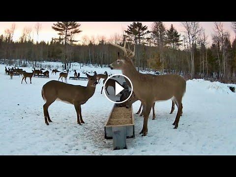 Brownville's Food Pantry For Deer