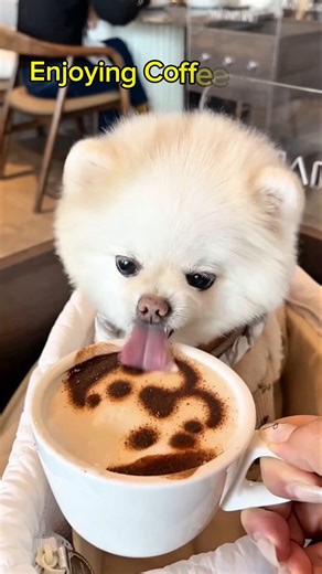 Cute Puppies Doing Funny Things #puppy #cutedog #cutepuppy #funny #funnypuppy #shorts #viral