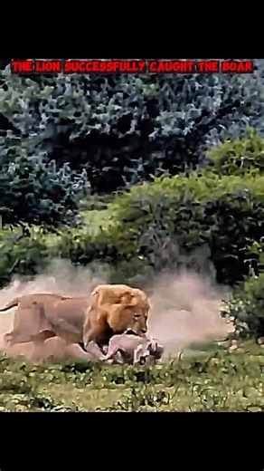 lion vs springbok✓#trending #animals #wildlife #shorts #lion