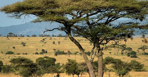 Quando o Saara era verde: o deserto já passou por (muitos) períodos úmidos
