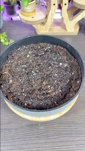 The red amaryllis seeds are germinating!!! Here's the whole process! 💐🪴❤️ #plants
