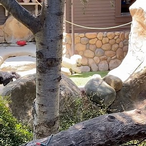 Dat Ma’s here!!!! 🌪🌪🌪 #100percentMamasBoy #imsoexcited #puglife🐾 #grumpyvideos • • • • #Pug #Pugs #Mops #carlin #carlino #doguillo #pugsnotdrugs #pugnation #puglife #pugsofinstagram #grabbyhands #weeklyfluff #cute #dogsofinstagram #pet #buzzfeed #dog #dogs #petstagram #dogoftheday #dogswithseizures | Grumpy Pug