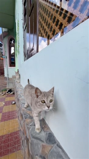 #cat #shorts #views #viralvideo #youtube #youtubeshorts #trending #trendingshorts #pets #kitten