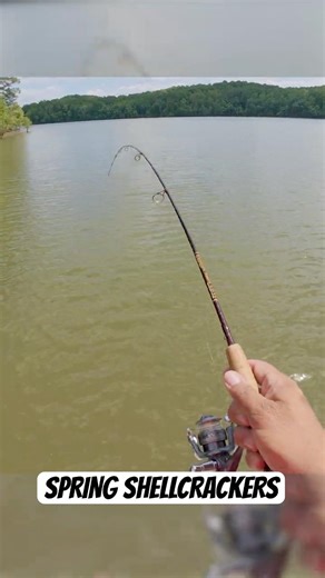 Catching Red Ear Sunfish on Tiny Jigs #panfishing