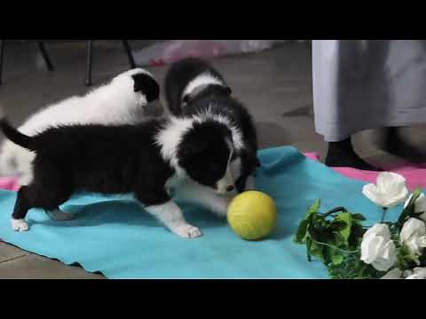 Border Collie Puppies For Sale