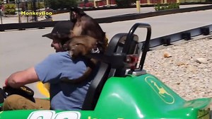 62K views · 4.4K reactions | Capuchin MonkeyBoo and baby monkey Happy take a go kart ride at Paradise Fun Park! Watch these cute monkeys lap around the track in their John Deer cart! These funny monkeys sure know how to have a good time! Thank you Paradise Fun Park for letting us ride! #MonkeyBoo #MonkeyBooCrew | MonkeyBoo | Facebook