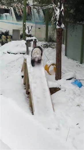 Le panda 🐼 fait du ski acrobatique 🎢 et glisse sur un toboggan de neige ❄️ — ultra mignon ! 🥰😍 | Ambassade de Chine à Niamey