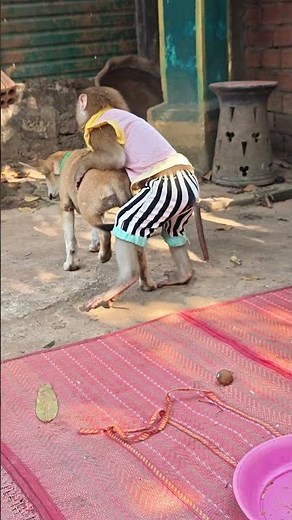 monkey dog lovely #monkey #dog #animals