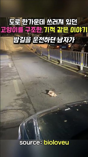 도로 한가운데 쓰러져 있던 고양이를 구조한 기적 같은 이야기 #길냥이구조 #고양이 #cat #shorts