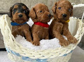 8 beautiful F1 b cockapoo puppies - £1,400