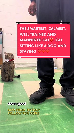 I CAN NOT MAKE THIS UP!! THE SWEETEST CUTEST CAT ON TIKTOK. I’ve trained him to sit, Stay, Climb up. HES SO CALM AND CHILL FOR ME. I love this cat so much. ❤️ Second Cutest video today. #fyp #sofute #bestcatdad #gobestfriend #catreaction #love #cats #awwwwww #foryoupage #docute #blackbestcatdad