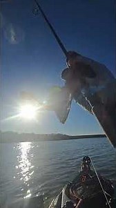 White Bass Catch.🛶🎣#fishing #kayakfishing #whitebass