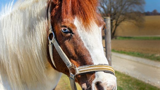 Horses With Blue Eyes: Breeds, Genetics, & Care