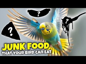 9 Human Foods you NEVER Knew Your Bird can Eat