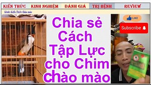 Cách tập lực cho chim chào mào đơn giản #KiếnThứcChàoMào | Kiến Thức Chào Mào chính gốc