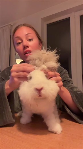 La bew bew: Discover the English Angora Rabbit