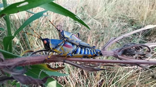 DID YOU KNOW? Grasshoppers and locusts are actually the same insect, just different stages of development. Locusts are basically grasshoppers that have reached a certain phase in their life cycle where they become gregarious and swarm. So, those colorful ones you see might be either, depending on the context. #belindajoubert #grasshoppers #locusts #nature #insects #mating #matingritual #matingseason #reproduction #colorful #newbeginnings #newearth #earthisalive #liveyourbestlife #explore #discov