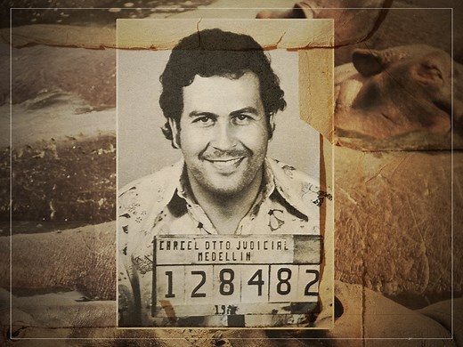 How Pablo Escobar's hippos destroyed the Colombian countryside