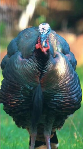 The Fascinating History and Cultural Significance of Turkeys Around the World | Factastic