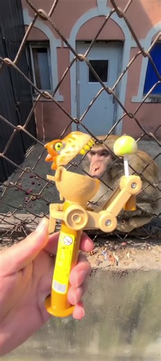 Spider Monkey Eating Lollipop Funny Video