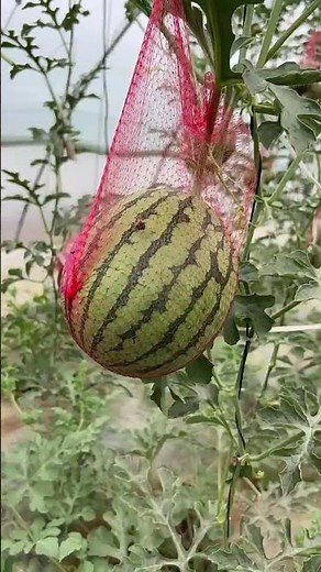 Unique Watermelon Cultivation Technique in a Modern Farm 🍉