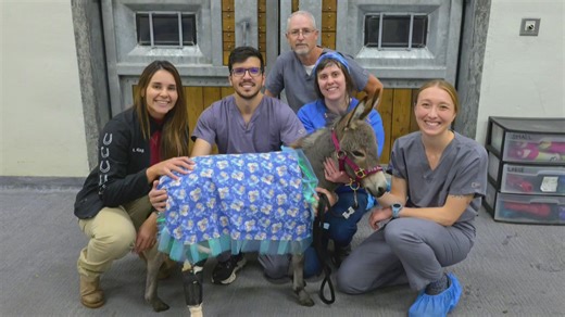 Miniature donkey survives frostbite, leg amputation to walk again with custom prosthetic