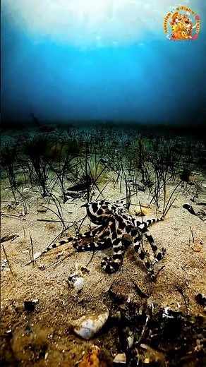 Octopus Movement Underwater Ocean #OceanExploration #MarineBiology #Octopus #Underwater #Ocean #fish