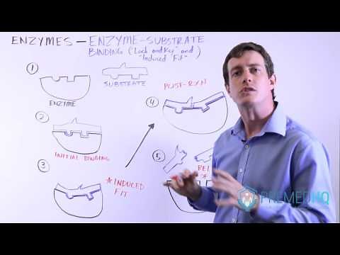 Enzyme Catalysis and Substrate Binding | Active Site, Specificity, "Lock and Key" vs "Induced Fit"