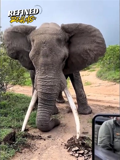 12K views · 53 reactions | Wild, funny, and shocking animal moments you have to see to believe!  #AnimalEncounters #WildlifeMoments #naturereels #funnyanimals #wildnature | Refined Realms | Facebook