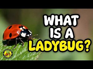 What Is a Ladybug? | Learn About Ladybugs for Kids | Animals Made Easy