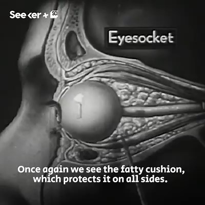 388K views · 678 reactions | A 1940s explainer of how the eye functions. | Seeker by The Verge | Facebook