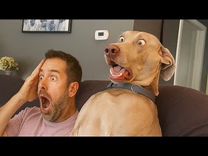 30 Minutos Cuando Tu Perro Es Más Divertido Que Un Comediante 🤣 Los Perros Más Divertidos del 2025