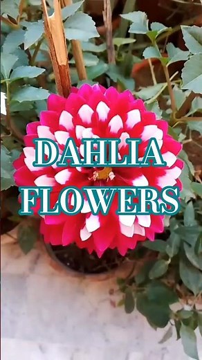 🌸 Dahlia Flowers – A Burst of Colour and Elegance | Care Tips 🌱✨️