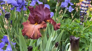 8.2K views · 348 reactions | Wander to Cinque Terre - no passport required!  This tall bearded iris brings that sun-washed Italian charm to your garden with russet blends, terra cotta tones, and exquisite form. Introduced in 2011 by the Schreiner family, it’s a standout from every angle. Fall planting is just around the corner! Order now to reserve this gem. ✨ https://bit.ly/4nMSdov | Schreiner's Gardens | Facebook