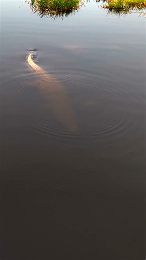 Africa's Silent Predator | Crocodile Submerges in Water | Great Plains Conservation