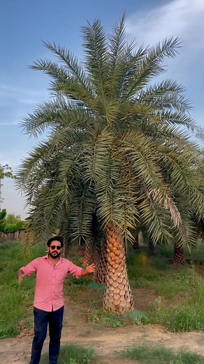 The Sylvester Palm—more accurately Phoenix sylvestris—is also known as the silver date palm, Indian or sugar date palm. Here’s a closer look: ⸻ 🌴 Overview • Native Range: Southern Pakistan (like your region!), India, Nepal, Bhutan, Myanmar, Bangladesh ￼. • Size: Typically 40–50 ft tall with a 25 ft canopy once mature. Juveniles stay compact before trunk elongation ￼. • Appearance: Stunning silvery-blue fronds atop a strong single trunk with diamond-patterned scars often trimmed into a “diamond-