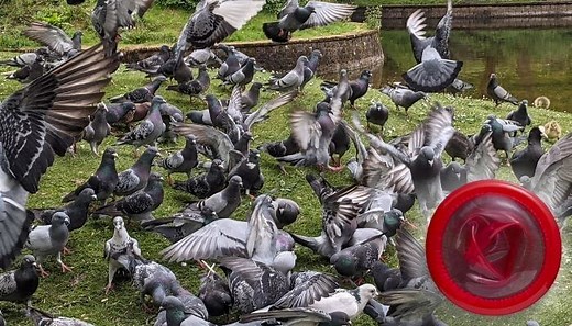 Pigeon Birth Control: Everything You Need To Know | Pigeonpedia