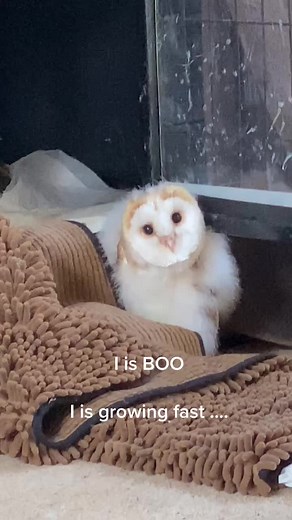 Boo Baby Barn Owl Learning Fast