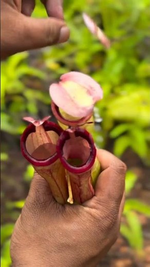 Nepenthes Insectivorous plant