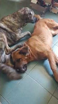 This is how Cachito and Cata's day begins, a dog's life 🤣🇦🇷🤣🇦🇷