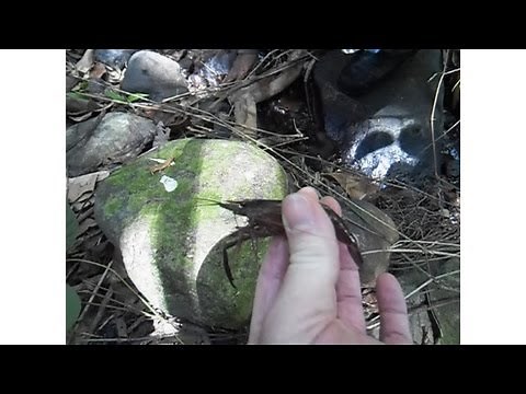 Jungle Survival Training Philippines (Bushcraft/Survival)